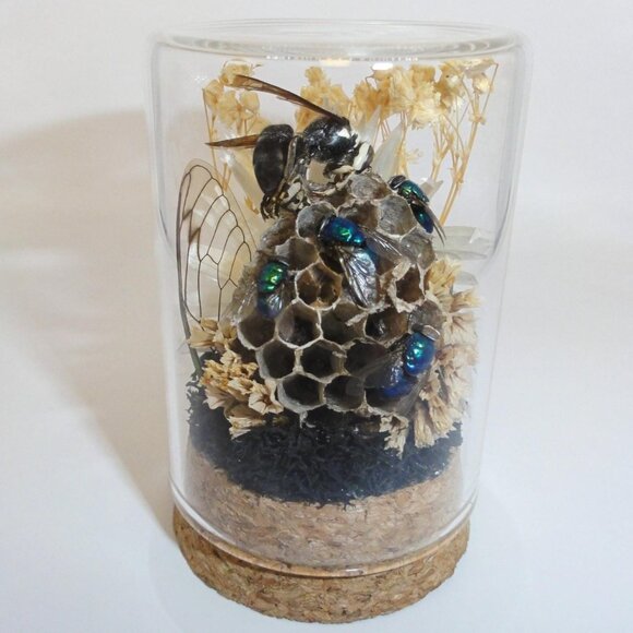 Hornet Wasp Nest Blowflies Cicada Wing Oddity Dome curiosity insect taxidermy - Picture 1 of 16